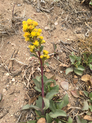Solidago spathulata