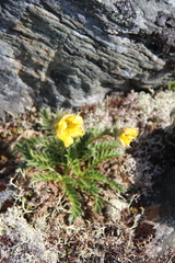 Geum glaciale