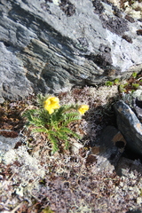 Geum glaciale