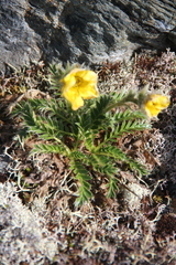 Geum glaciale