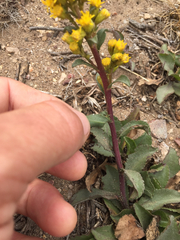 Solidago spathulata