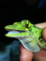 Anolis latifrons