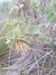 Hakea conchifolia