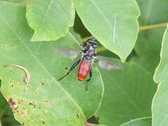 Xylota bicolor