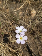 Leptosiphon grandiflorus