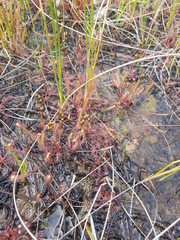 Drosera linearis
