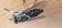 Tabanus autumnalis
