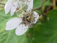 Andrena dorsata