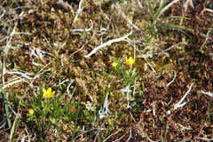 Saxifraga hirculus