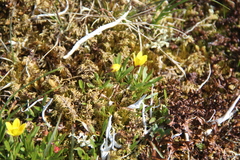 Saxifraga hirculus