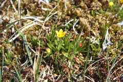 Saxifraga hirculus