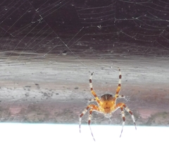 Araneus diadematus