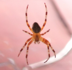 Araneus diadematus