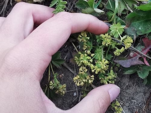 Image of Alchemilla subcrenata by (c) Валерия Ковалева, some rights reserved (CC BY)