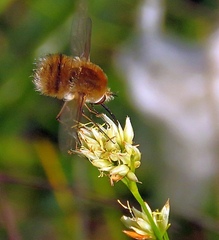Bombylius minor