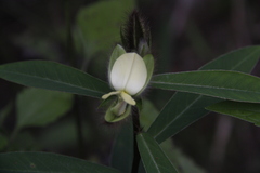 Crotalaria calycina