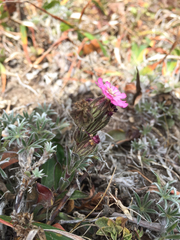 Silene scouleri scouleri