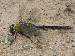 Anax guttatus