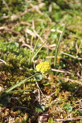 Chrysosplenium tetrandrum