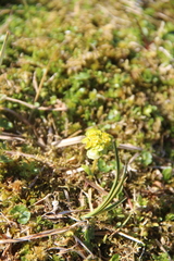 Chrysosplenium tetrandrum