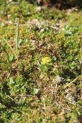 Chrysosplenium tetrandrum