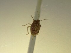 Halyomorpha halys