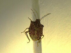 Halyomorpha halys