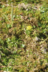 Chrysosplenium tetrandrum
