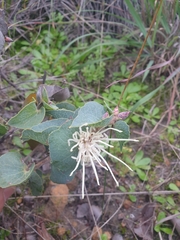 Hakea conchifolia