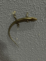 Concinnia tenuis
