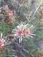 Isopogon asper