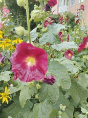Alcea rosea