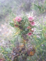 Isopogon asper