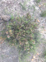 Isopogon asper