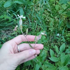 Silene latifolia