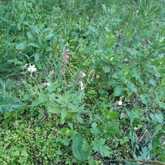 Silene latifolia