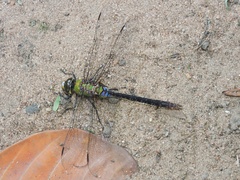 Anax guttatus