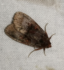 Hampsonodes