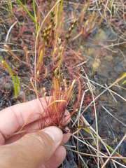 Drosera linearis