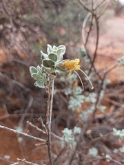Eremophila forrestii