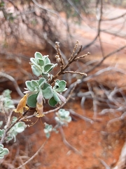 Eremophila forrestii