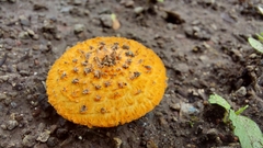 Cystoagaricus