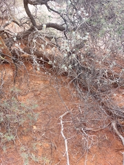 Eremophila forrestii
