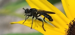Laphria sicula