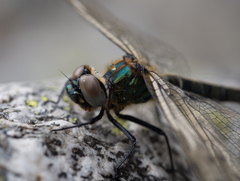 Somatochlora alpestris