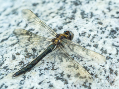 Somatochlora alpestris