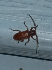 Eupogonius tomentosus