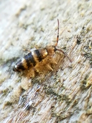 Willowsia platani