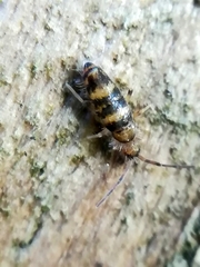 Willowsia platani