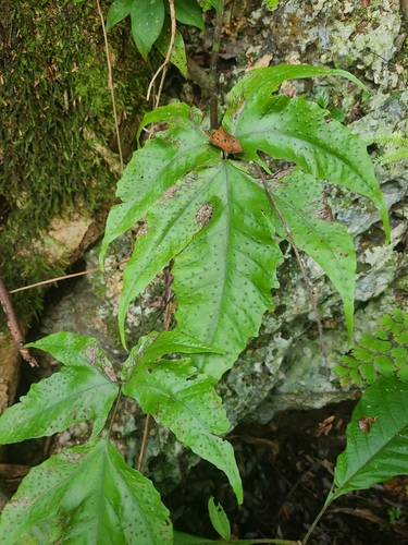 Image of Tectaria heracleifolia by (c) ritirene, some rights reserved (CC BY)